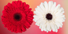 10 Interesting Facts About Gerbera Daisies